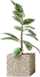 Isolated Pot Plant